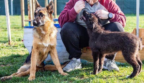 Noemi, pastore tedesco disabile; adozione del cuore Foto 2